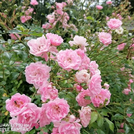 Borna Apartamento Pazin