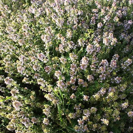 Apartamento Borna Pazin