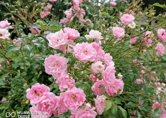 Borna Apartment Pazin