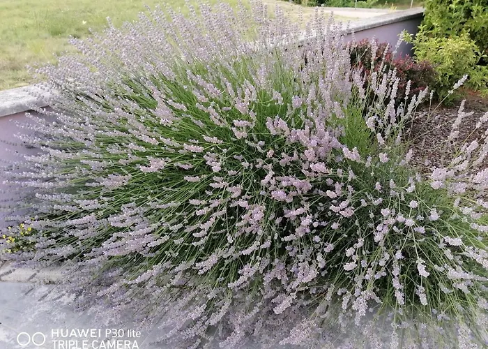 Borna Διαμέρισμα Pazin